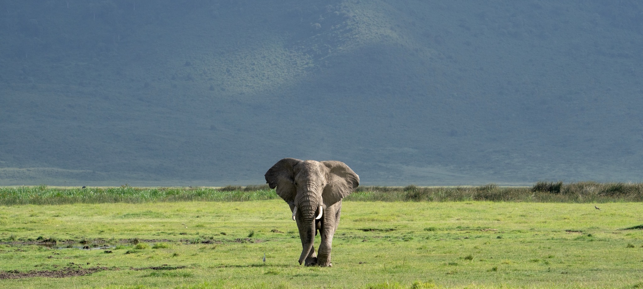 African Bush Elephant